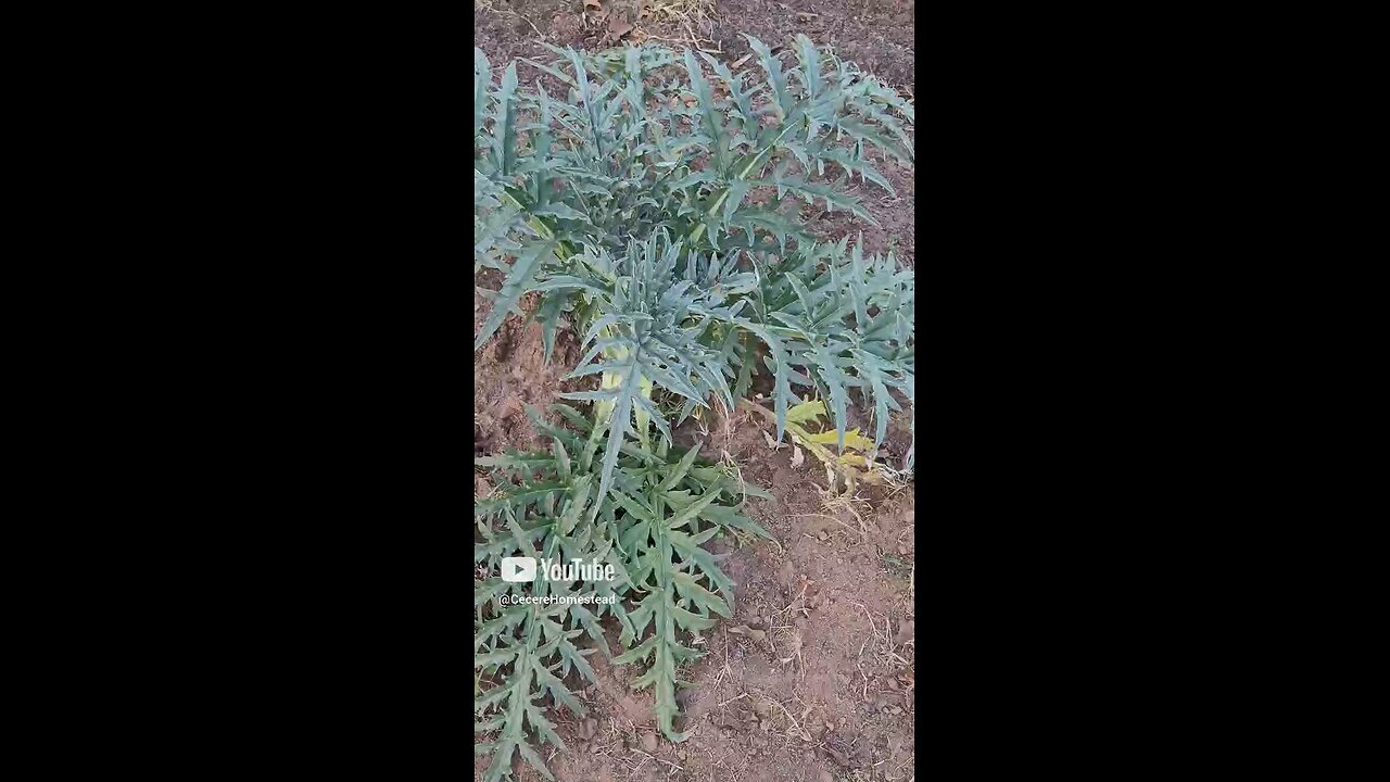 BIg Artichoke