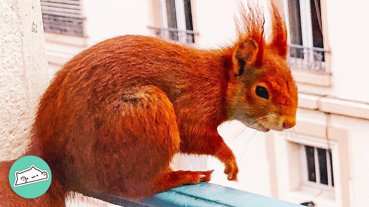 Wild Squirrel Nested In Couple’s Window. Guess What She Did Next | Furry Buddies