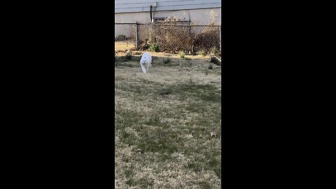 My cat runs in backyard