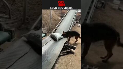 não tá fácil nem pra cachorro 😂😂