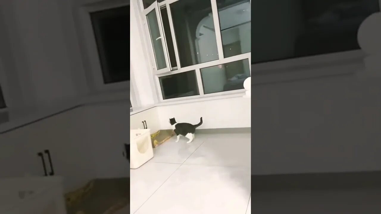 Cat Video