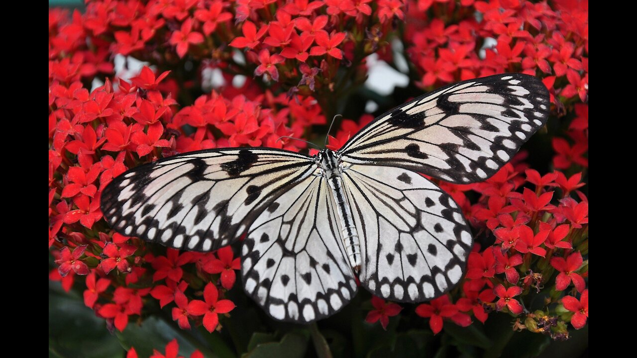 See the beauty of nature in Butterfly