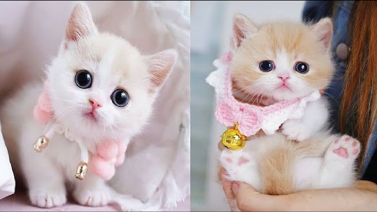 The cutest kitten Meow Video Compilation I Cat Video