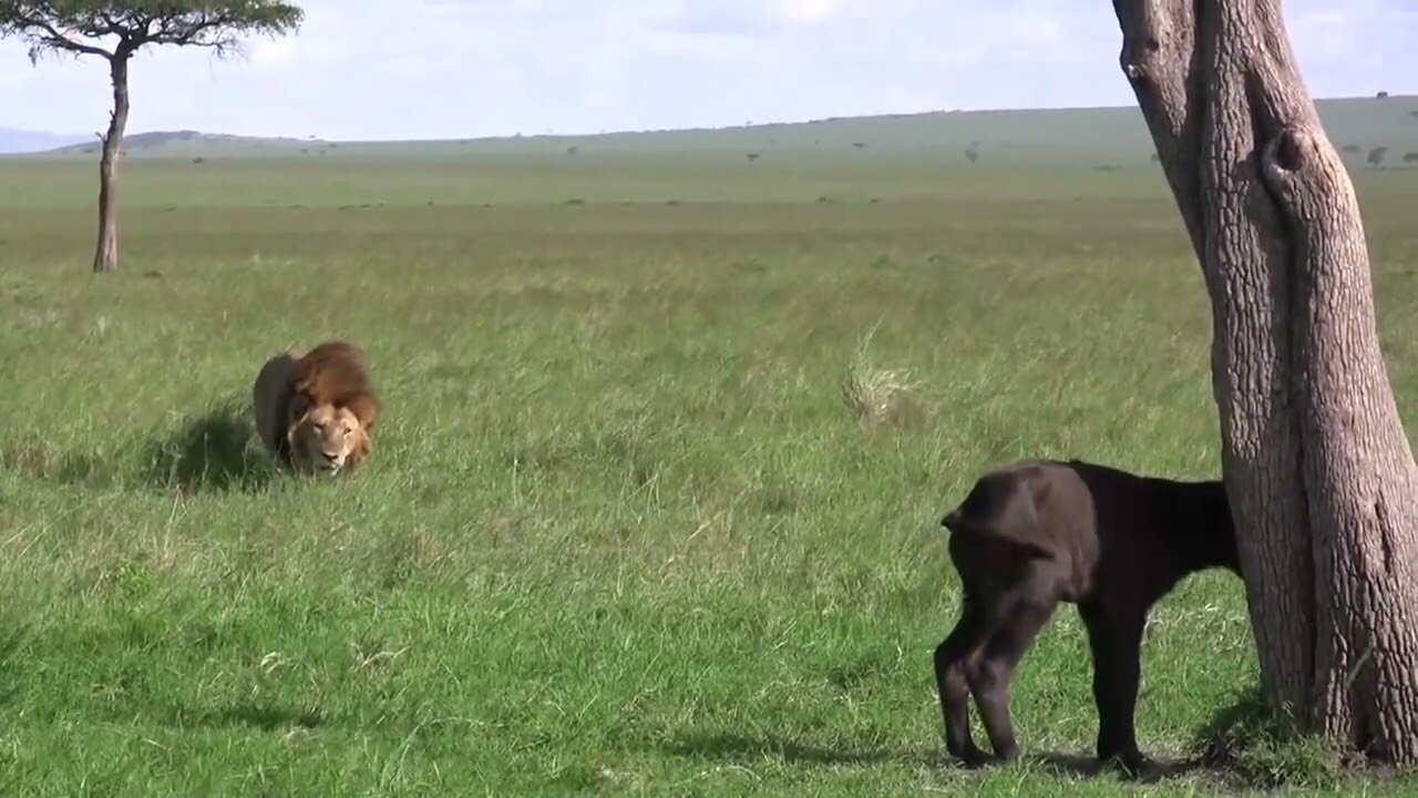 Male Lion Kills Baby Buffalo. #animals #hunting #wildlife #foryou