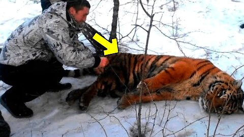 A Tiger Begged Soldiers for Help. When they Realized the Reason, they were Speechless