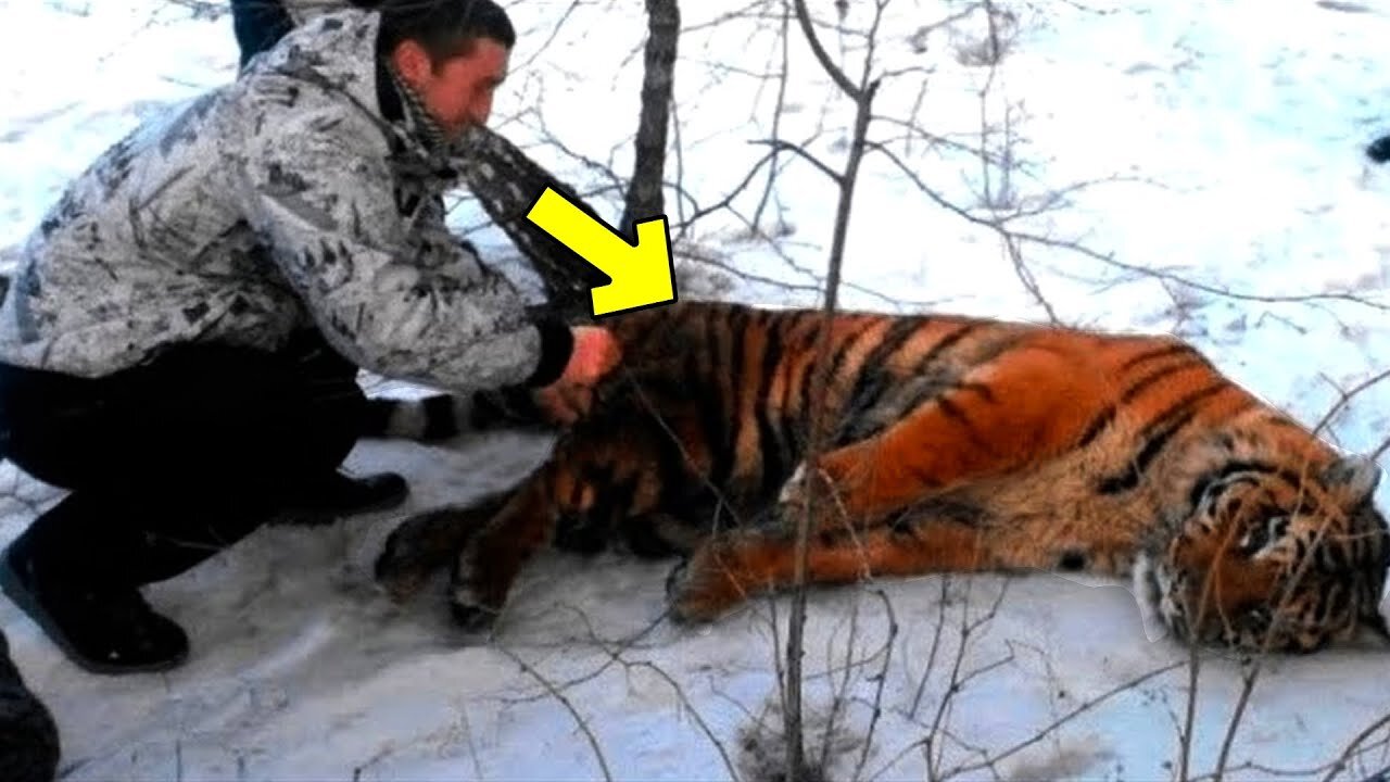 A Tiger Begged Soldiers for Help. When they Realized the Reason, they were Speechless