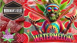 Trying D9 THC Watermelon Gummies from Workman's Relief! The Dank Flamingo Cannabis Review!