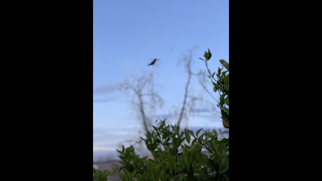 Baby Hummingbirds