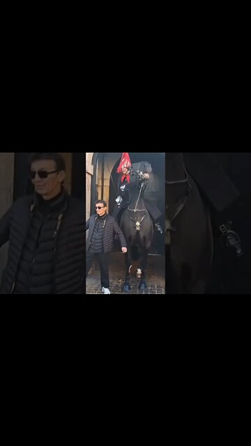 Tourist leans on the kings guards horse #horseguardsparade