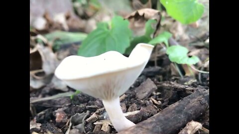 Step Inside the Mushroom (don’t pick them) they are there by design asmr