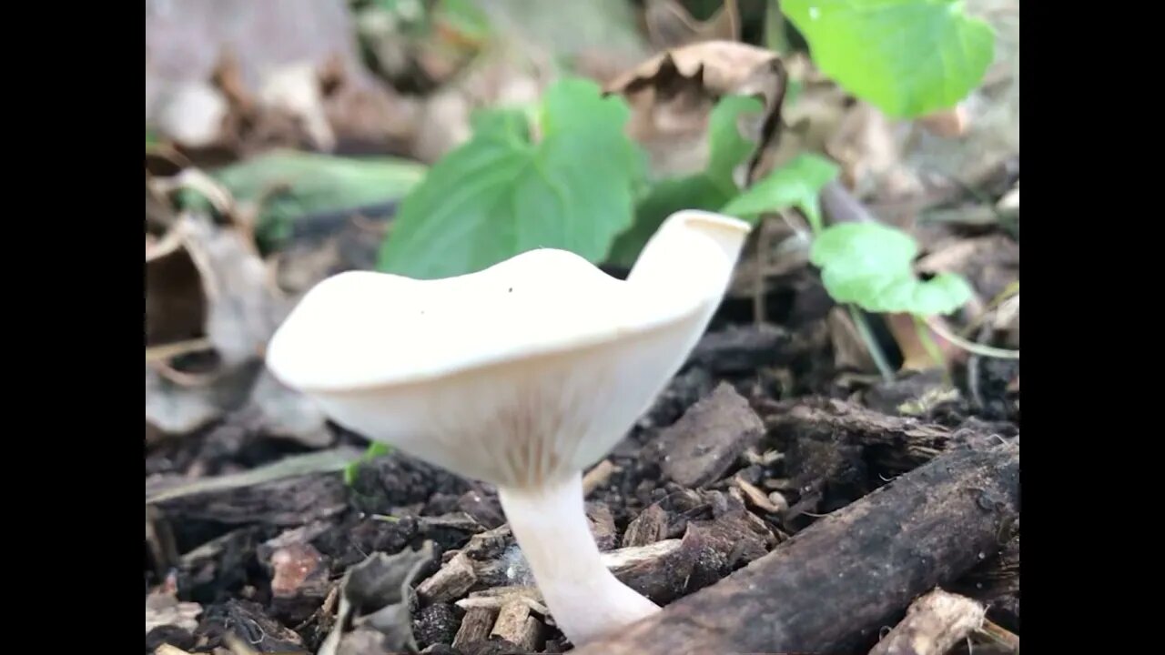 Step Inside the Mushroom (don’t pick them) they are there by design asmr