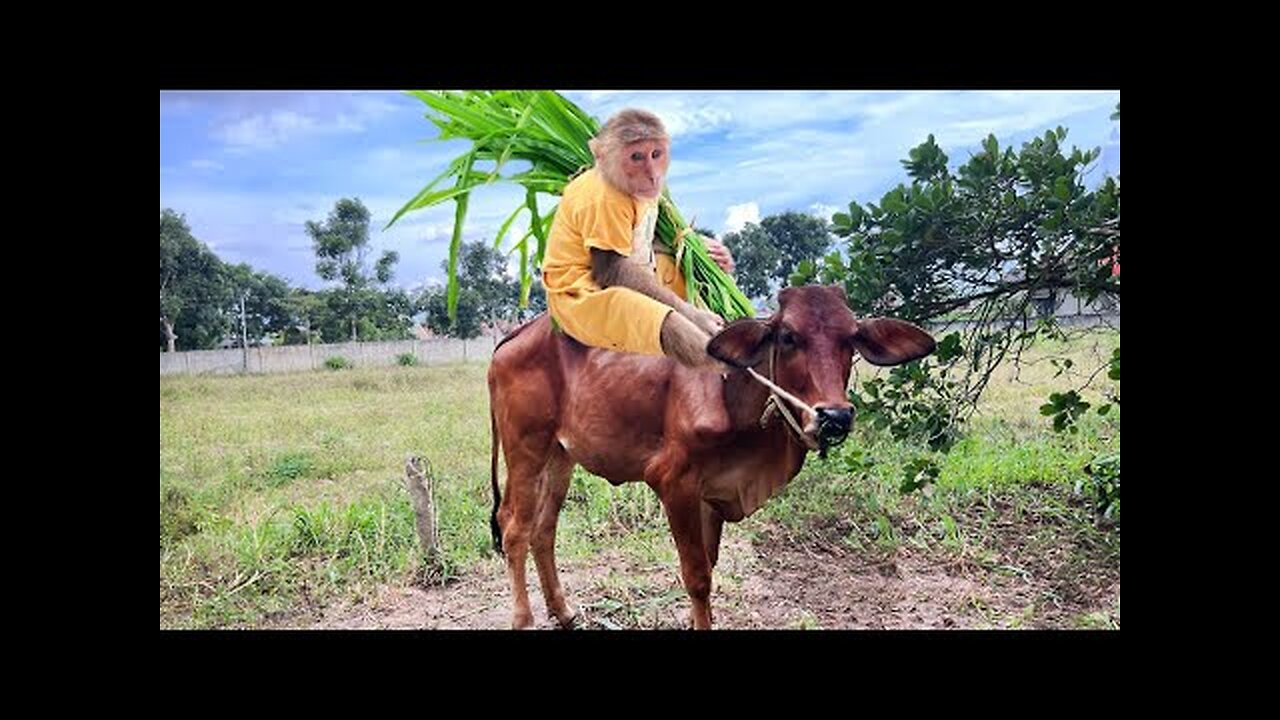 Super Smart! Cutis Farmer Drove Harvest Corn Leaves Feed Cows