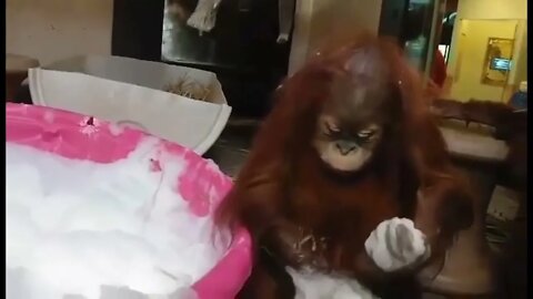 Baby Orangutan playing with bubbles