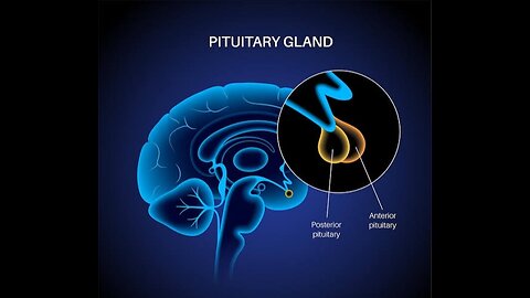 3D video of Pituitary gland | How does pituitary gland works | description of pituitary gland