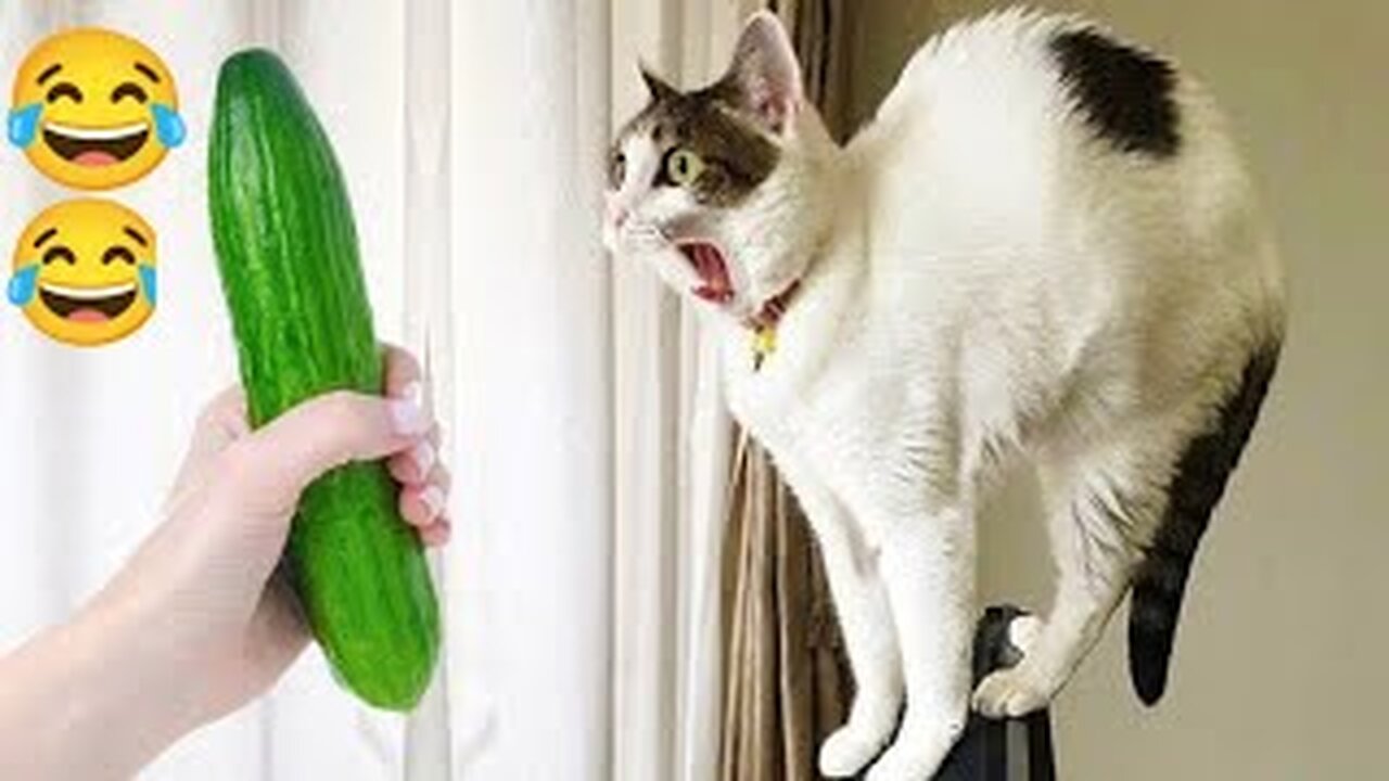 funny animal videos cats and dogs 2023😂😂