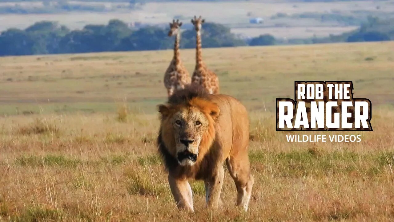 Magnificent Lion Crossing The Plains | Maasai Mara Safari | Zebra Plains