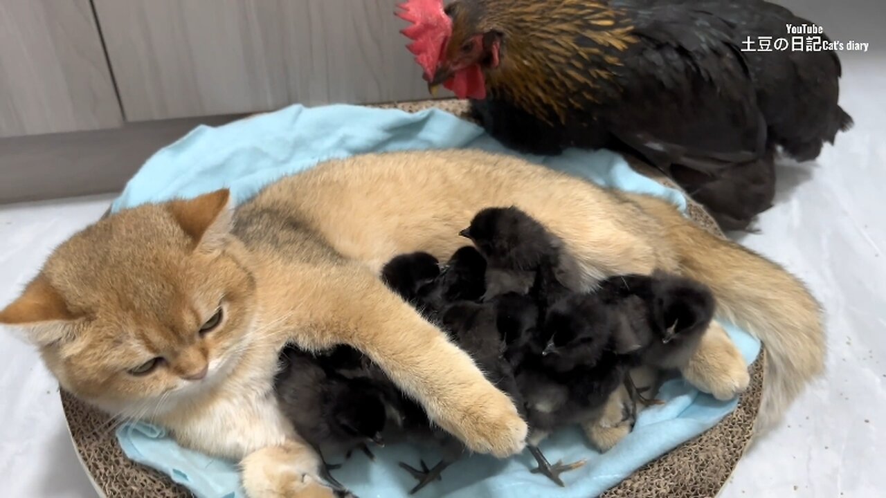 The hen was surprised!Kittens know how to take care of chicks better than hens.Cute andinteresting😊