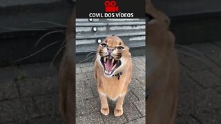 confia o gato é manso #short #shortvideo #youtubeshorts