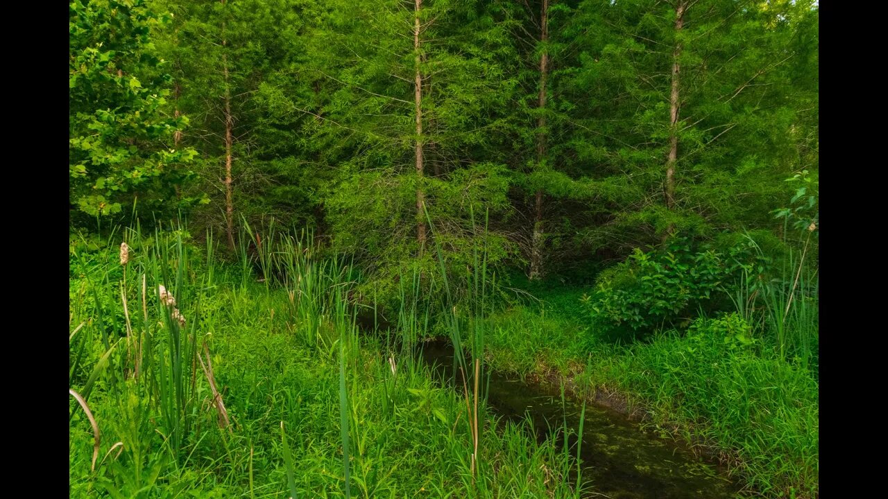 Summer Scenes and Nature Sounds at Bernheim Forest for Relaxation, Sleep and Stress Relief