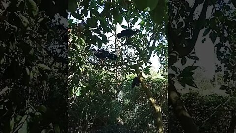 A couple of Bush Turkeys, 30th July 2021