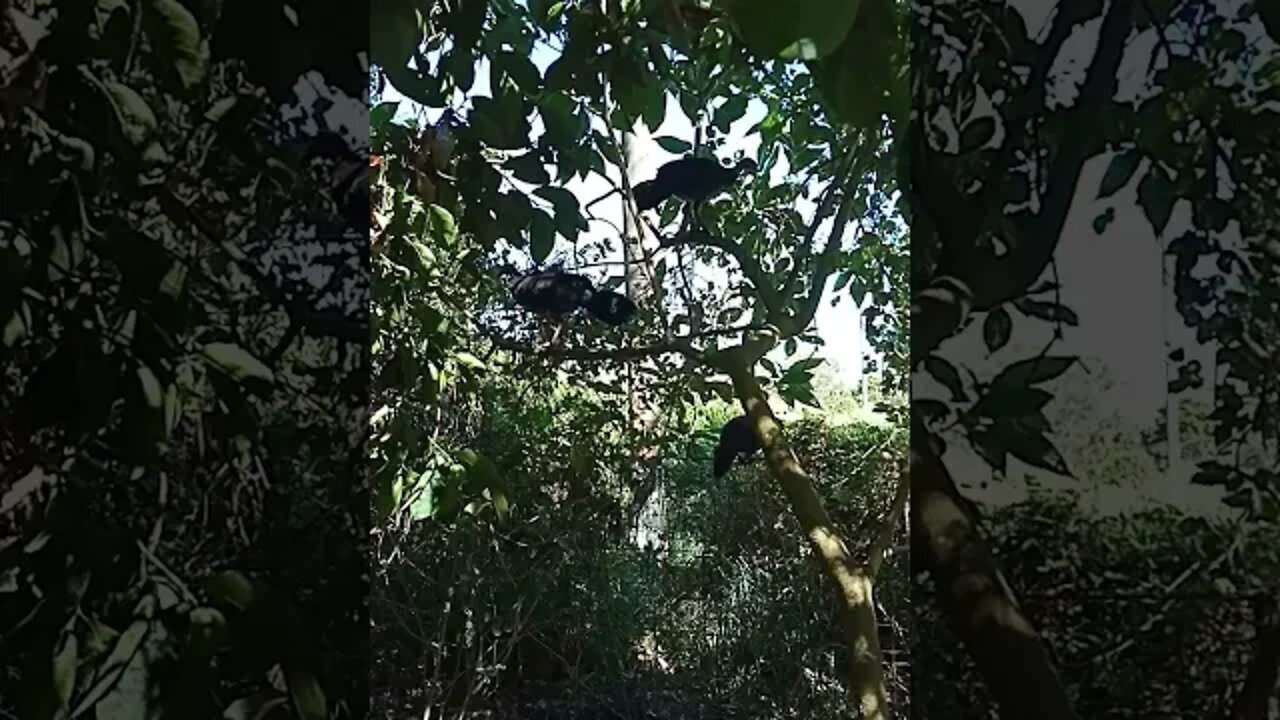 A couple of Bush Turkeys, 30th July 2021