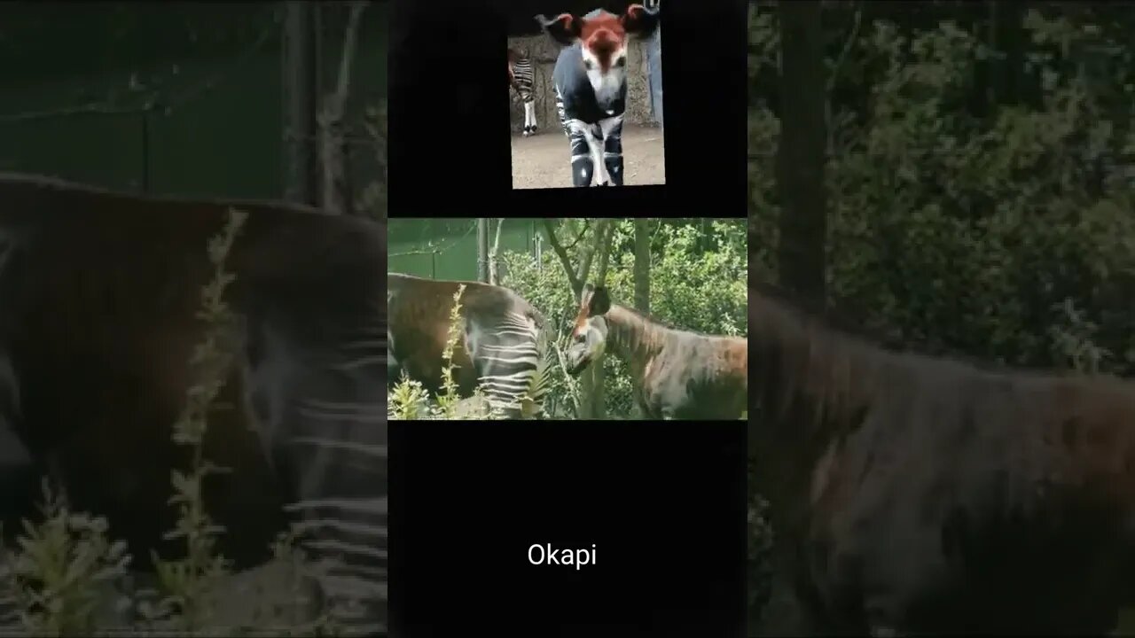 Okapi video,#shorts,#okapivideo,#animal,#animallover,#viral,#okapishy,#okapis,#okapishorts