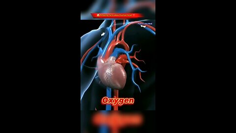 Amazing Facts About Human Heart #shorts