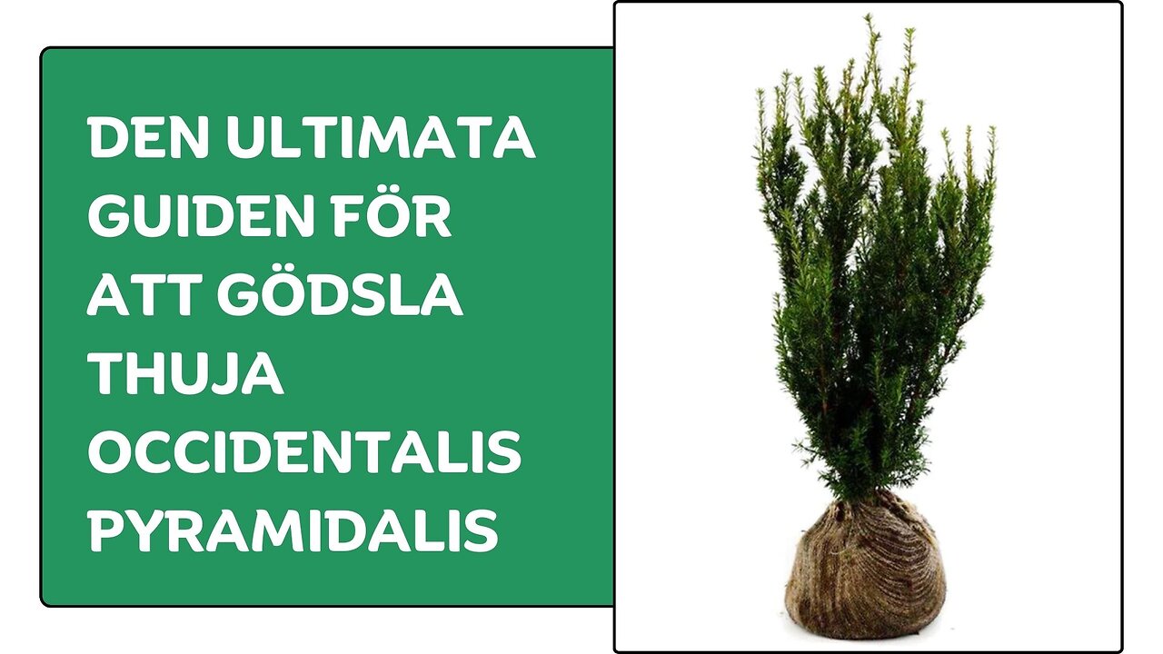 Den Ultimata Guiden För Att Gödsla Thuja Occidentalis Pyramidalis