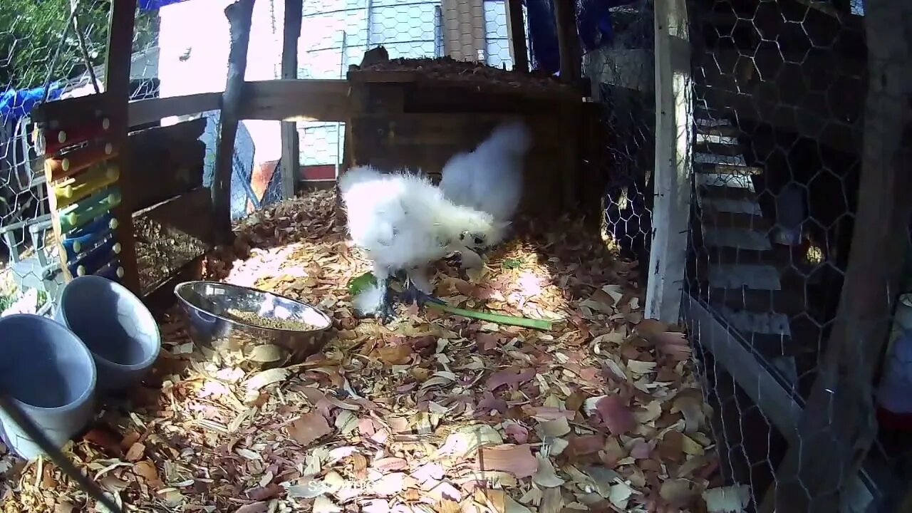 Silkie chicks eating some Curly Dock 11