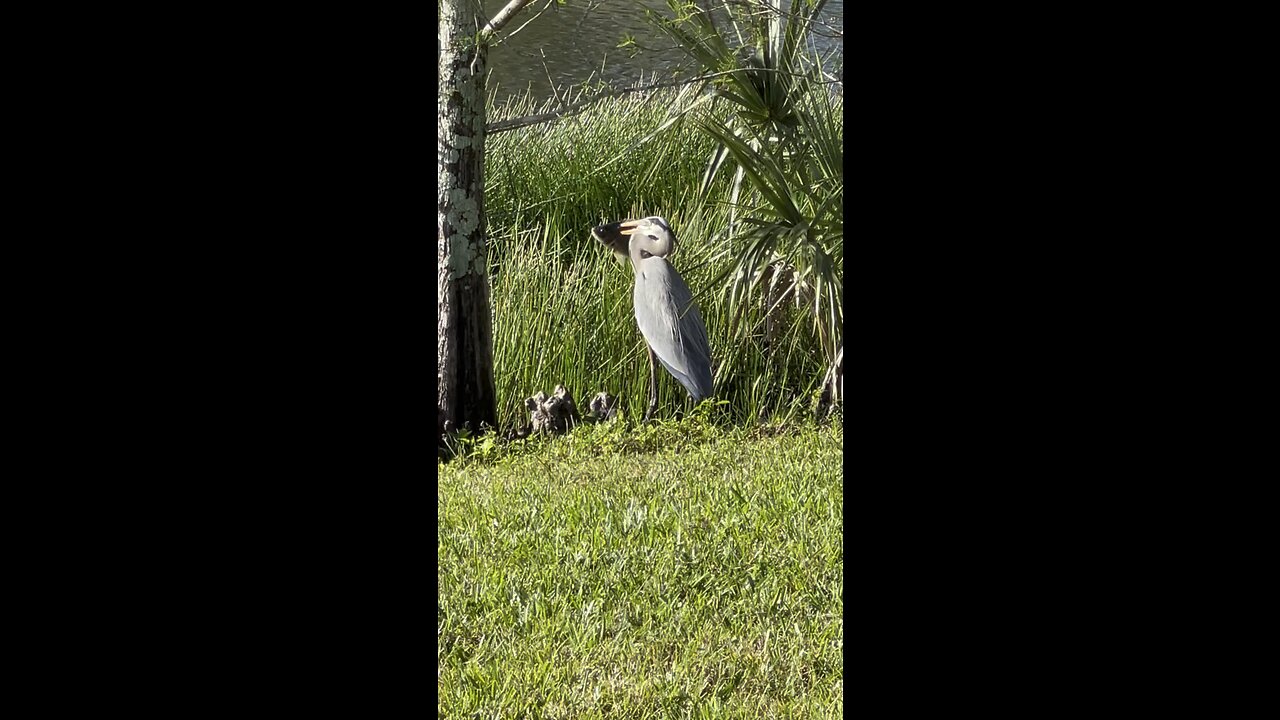 Great Blue Heron Catches Huge Blue Tilapia Part 2 #4K #HDR #DolbyVision ￼