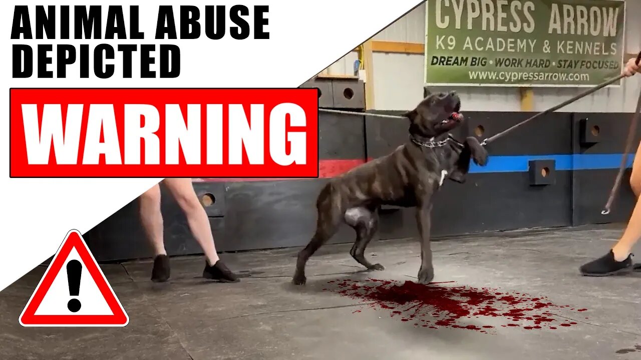 GRAPHIC Cane Corso ANIMAL ABUSE Cypress Arrow Cane Corso #viral