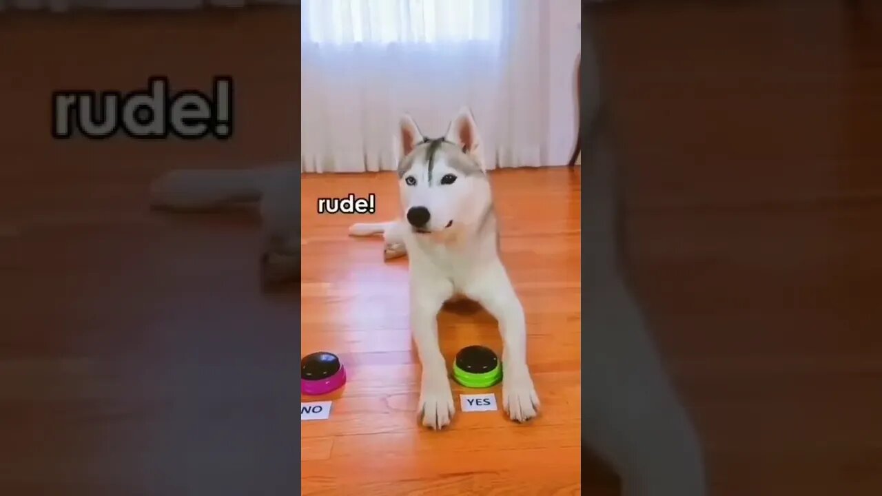 Best Funny Animal Videos Of The 2022 🤣 Funny Wild Animals Videos #dog funny animals #shortsyoutube
