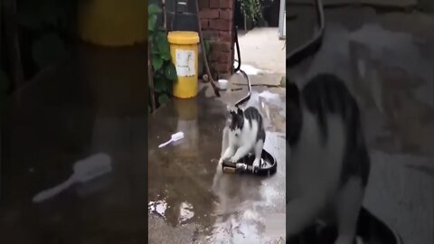 Playing with water cute cat #shorts #cat #cutecat