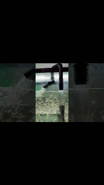 #alexa helping out with #waterchange #waterchanges #fish #fishtank #aquarium #aquaMalik #FishEZ