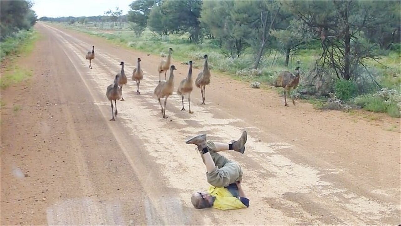 The man faced the sky with both feet, attracting a group of emus ，unexpected scene happened