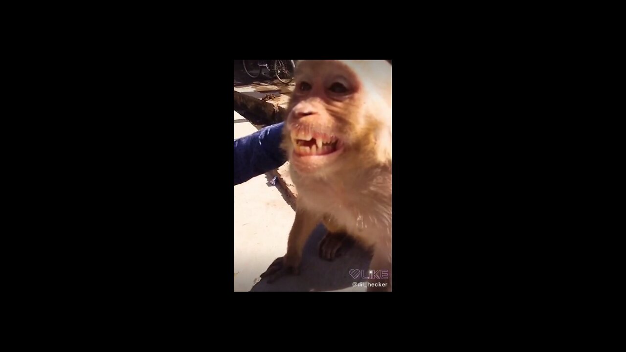 Funny monkey 🙉 videos 😂 new funny video 2021