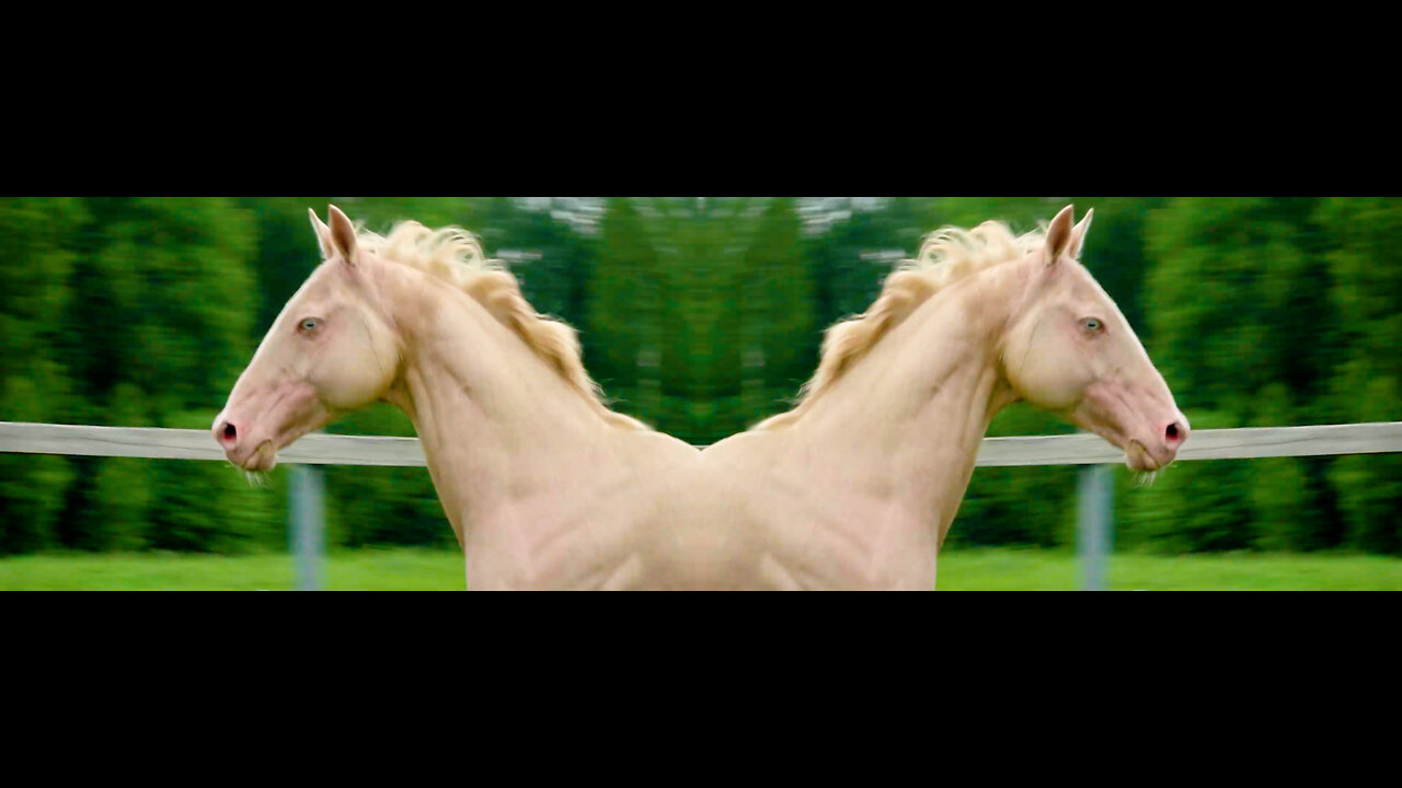GOLDEN HORSE