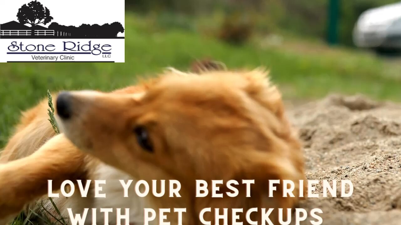 Veterinarian Riverton Utah