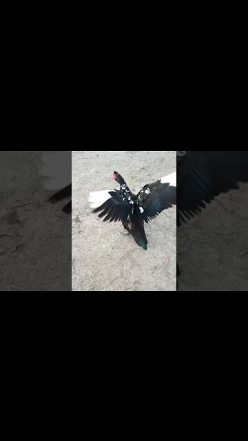 Nice Muscovy Drake and some other Muscovy