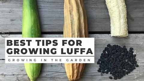 HOW to PLANT and GROW LUFFA (LOOFAH), plus WHEN to HARVEST and HOW to PEEL