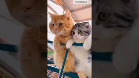 cute cat videos 😹 funny videos 😂 477 😻