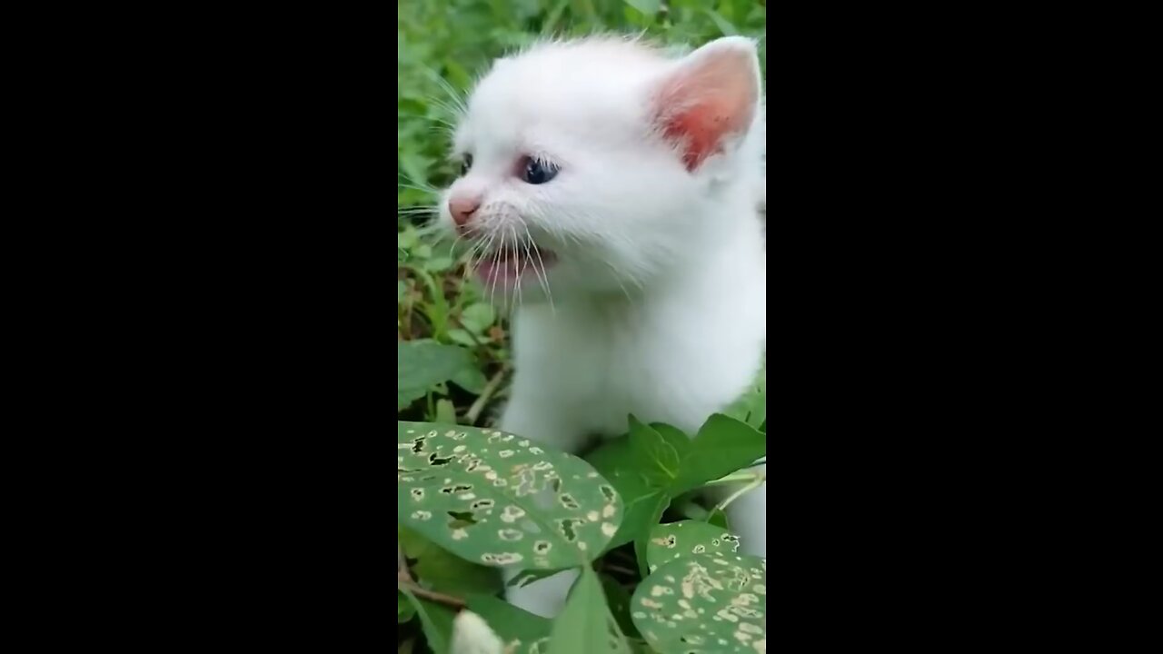 Beautiful cat