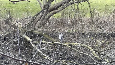 Brown Heron likes to keep distance away from me
