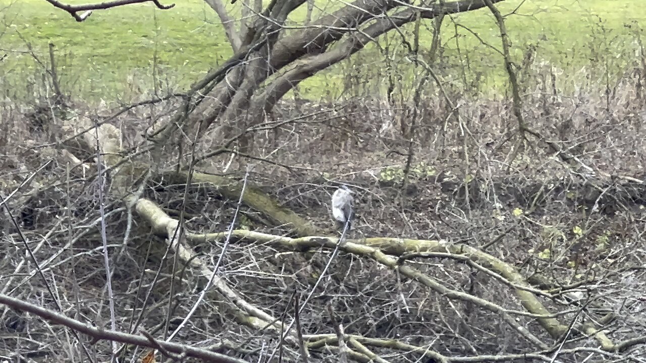 Brown Heron likes to keep distance away from me