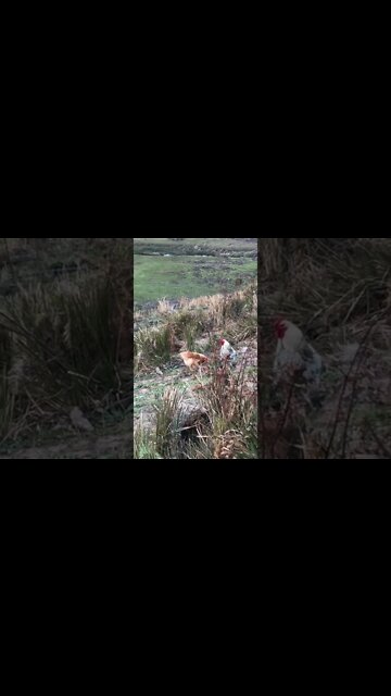 Broody then has abandoned her nest on the first day 😆