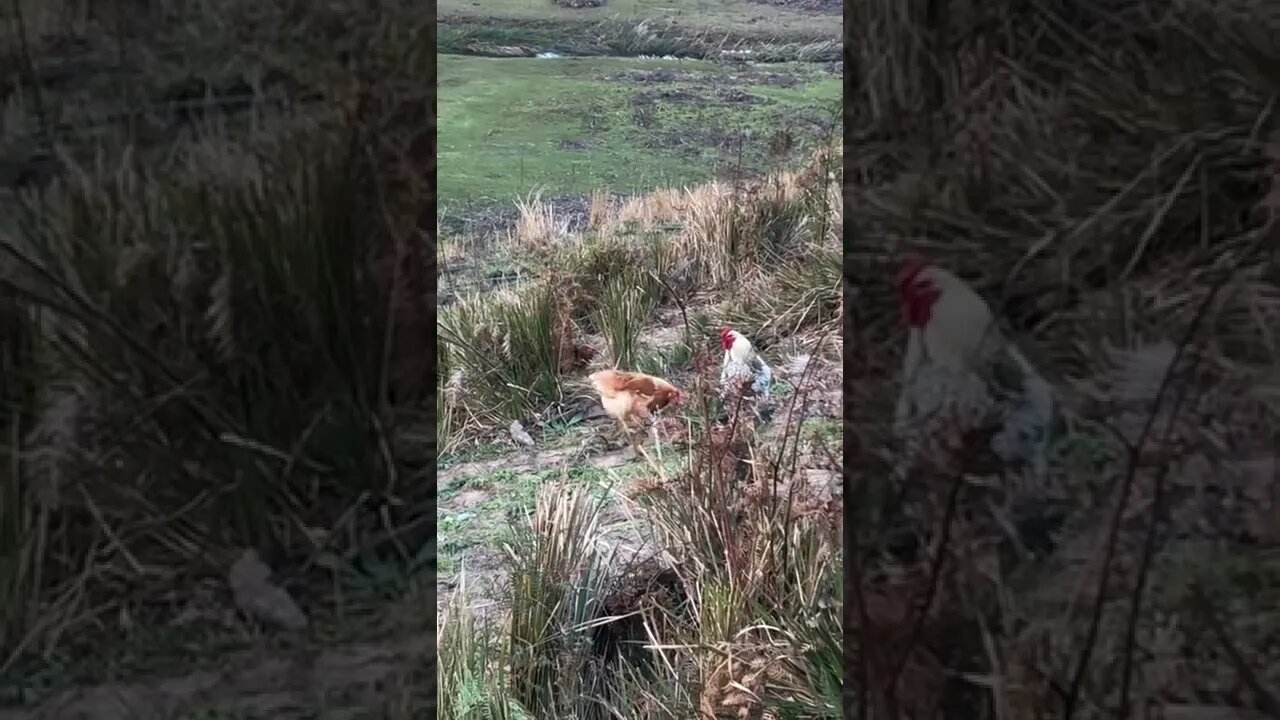 Broody then has abandoned her nest on the first day 😆