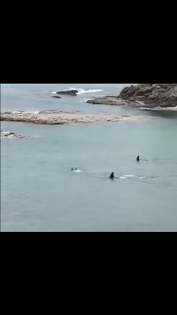 New Zealand children have close encounter with 2 orca whales