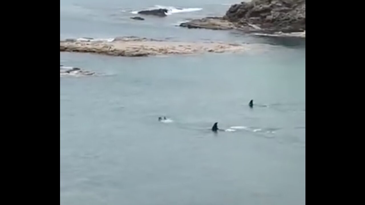 New Zealand children have close encounter with 2 orca whales