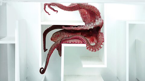 Octopus vs Underwater Maze