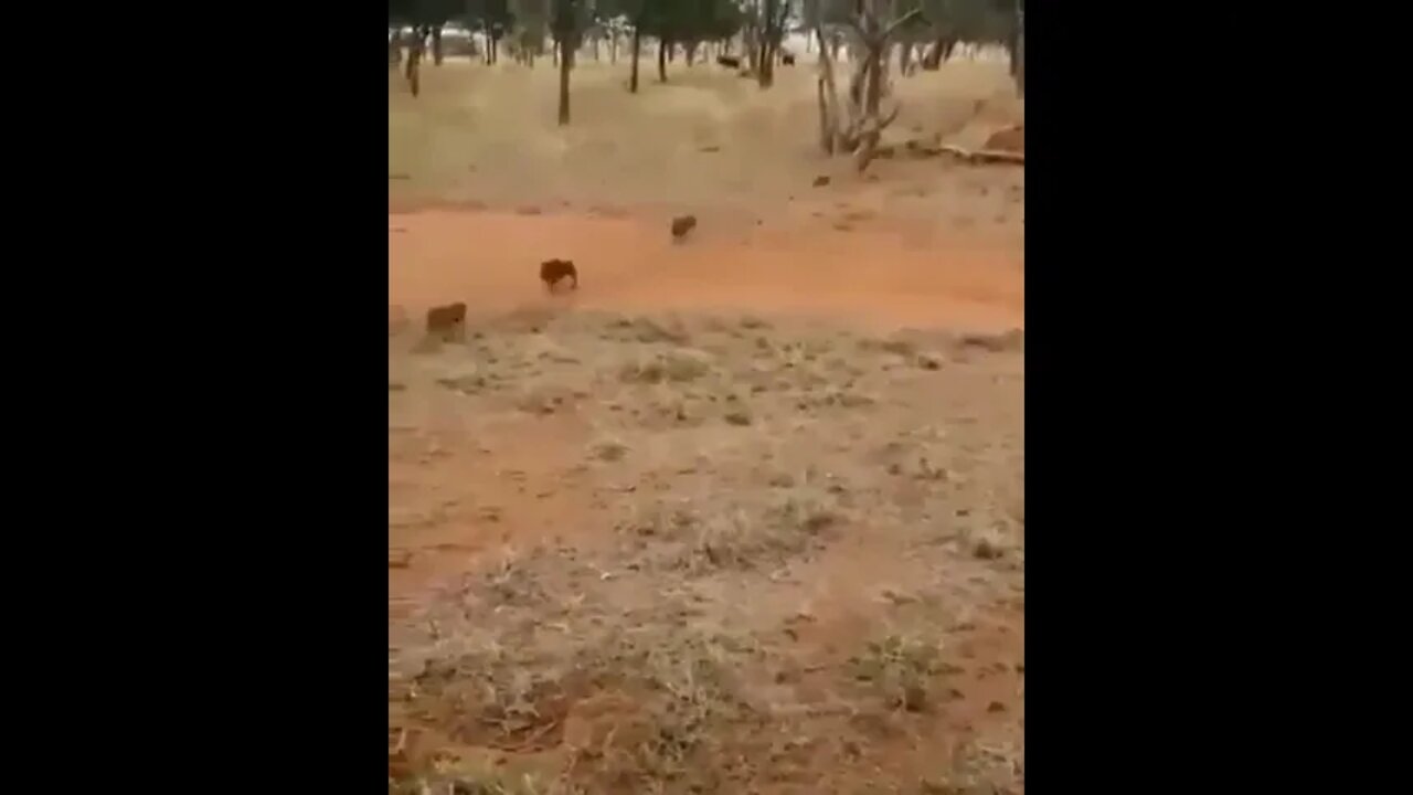 Boar family on the move